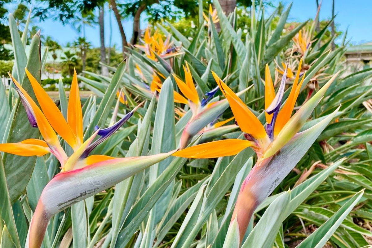 ワイキキ花散策～今が旬の花をご紹介！～ | ハワイの旅をまるごと