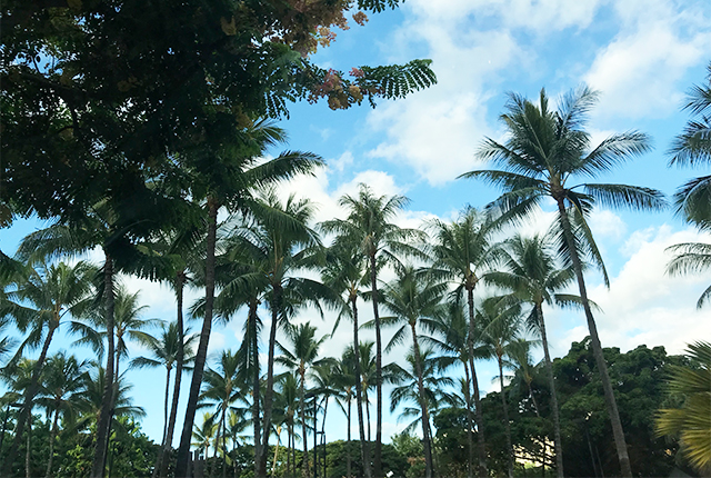 ハワイのお天気 8月7日 ルックjtb オリオリハワイドットコム