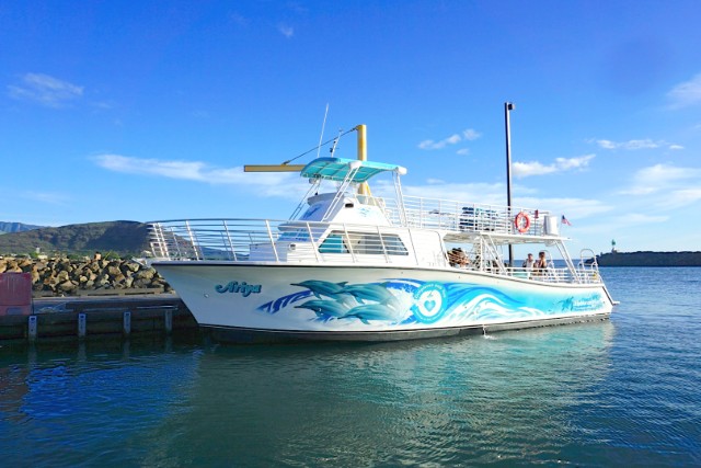 夏休みはカメやイルカのいる海で遊ぼう ドルフィン ユー ドルフィン 夏休みはカメやイルカのいる海で遊ぼう ドルフィン ユー ドルフィン